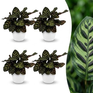 Green boutiQ - Calathea Makoyana - Peacock Plant - 4 Plants - Biancoh Potter Bianco - Pot 12cm - Height - 25cm