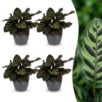Green boutiQ - Calathea Makoyana - Peacock Plant - 4 Plants - Biancoh Potter Grijs - Pot 12cm - Height - 25cm