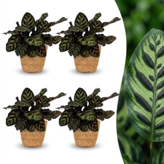 Green boutiQ - Calathea Makoyana - Peacock Plant - 4 Plants - Biancoh Basket - Pot 12cm - Height - 25cm