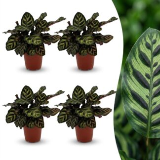 Green boutiQ - Calathea Makoyana - Peacock Plant - 4 Plants - Pot 12cm - Height - 25cm
