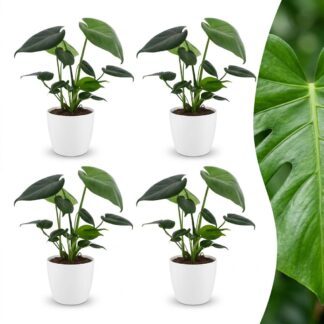 Green boutiQ - Monstera Deliciosa - Swiss Cheese Plant - 4 Plants - Biancoh Bianco Pot - Pot 12cm - Height - 30cm