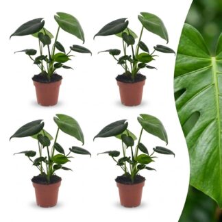 Green boutiQ - Monstera Deliciosa - Swiss Cheese Plant - 4 Plants - Pot 12cm - Height - 30cm
