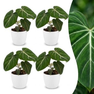 Green boutiQ - Philodendron Gloriosum - Glorious Philodendron - 4 Plants - Biancoh Bianco Pot - Pot 12cm - Height - 25cm