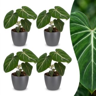 Green boutiQ - Philodendron Gloriosum - Glorious Philodendron - 4 Plants - Biancoh Grey Pot - Pot 12cm - Height - 25cm