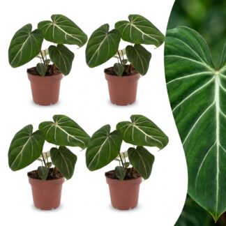 Green boutiQ - Philodendron Gloriosum - Glorious Philodendron - 4 Plants - Pot 12cm - Height - 25cm