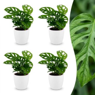 Green boutiQ - Monstera Adansonii - Monstera Adansonii - 4 Plants - Biancoh Potter Bianco - Pot 12cm - Height - 25cm