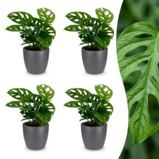Green boutiQ - Monstera Adansonii - Monstera Adansonii - 4 Plants - Biancoh Grey Pot - Pot 12cm - Height 25cm