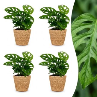 Green boutiQ - Monstera Adansonii - Monstera Adansonii - 4 Plants - Biancoh Basket - Pot 12cm - Height - 25cm