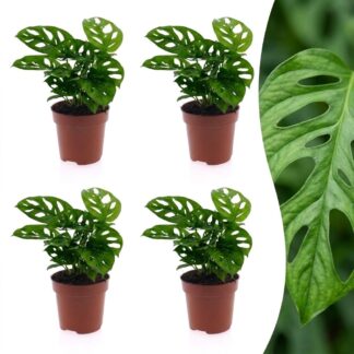 Green boutiQ - Monstera Adansonii - Monstera Adansonii - 4 Plants - Pot 12cm - Height - 25cm