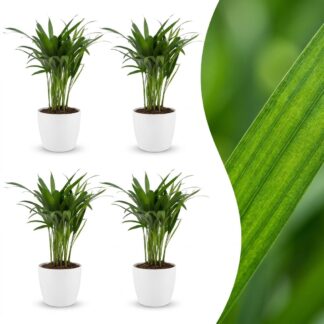 Green boutiQ - Areca Lutescens - Areca Palm - 4 Plants - Biancoh Potter Bianco - Pot 12cm - Height - 45cm