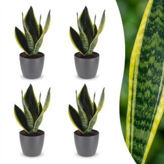 Green boutiQ - Sansevieria Future Superb - Snake Plant - 4 Plants - Biancoh Potter Grijs - Pot 12cm - Height - 35cm