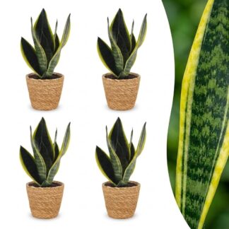 Green boutiQ - Sansevieria Future Superb - Snake Plant - 4 Plants - Biancoh Basket - Pot 12cm - Height 35cm