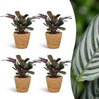Green boutiQ - Ctenanthe Burle Marxii - Fishbone Prayer Plant - 4 Plants - Biancoh Basket - Pot 12cm - Height 30cm