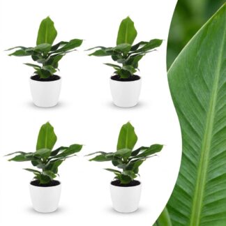 Green boutiQ - Musa Oriental Dwarf - Oriental Dwarf Banana - 4 Plants - Biancoh Bianco Pot - Pot 12cm - Height - 30cm