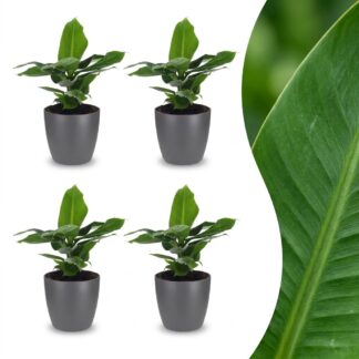 Green boutiQ - Musa Oriental Dwarf - Oriental Dwarf Banana - 4 Plants - Biancoh Grey Pot - Pot 12cm - Height 30cm