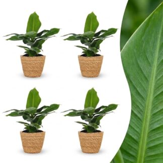 Green boutiQ - Musa Oriental Dwarf - Oriental Dwarf Banana - 4 Plants - Biancoh Seagrass Basket - Pot 12cm - Height 30cm