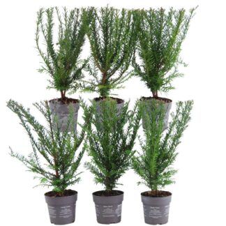 Plants By Frank - 1 meter Yew hedge - Taxus baccata - Set of 6 hardy hedge plants - Evergreen hedge - Delivered freshly from the grower