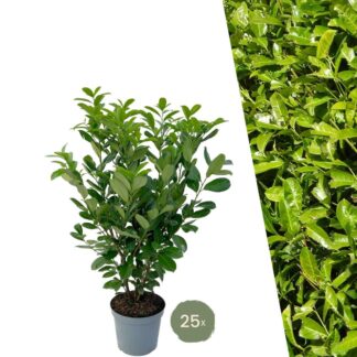 Large Cherry Laurel Plants Rotundifolia for 10 linear metres of hedge length | - 12L - 25 x | ↨ 100-125 cm