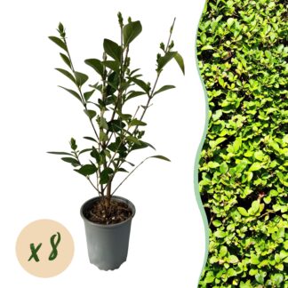 Green boutiQ - 8x Ligustrum ovalifolium - Common Privet - Hedge Plants - Evergreen - Green - Pot 9cm - Height 35-45cm