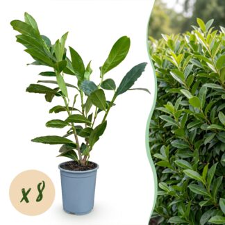 Green boutiQ - 8x Prunus laur. Caucasica - Cherry Laurel - Hedge Plants - Evergreen - Green - Pot 9cm - Height 25-35cm