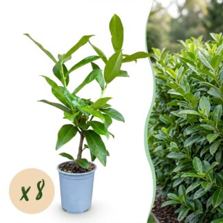 Green boutiQ - 8x Prunus laur. Novita - Cherry Laurel - Hedge Plants - Evergreen - Green - Pot 9cm - Height 25-35cm
