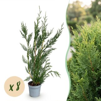 Green boutiQ - 8x Cupressocyparis leylandii 2011 - Leylandii - Hedge Plants - Evergreen - Green - Pot 9cm - Height 30-40cm