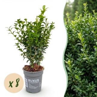 Green boutiQ - 8x Buxus sempervirens - Palm Tree - Hedge Plants - Evergreen - Green - Pot 9cm - Height 20-25cm