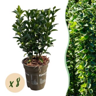 Green boutiQ - 8x Euonymus japonica Green Spire - Spindle Tree - Hedge Plants - Evergreen - Green - Pot 9cm - Height 20-25cm