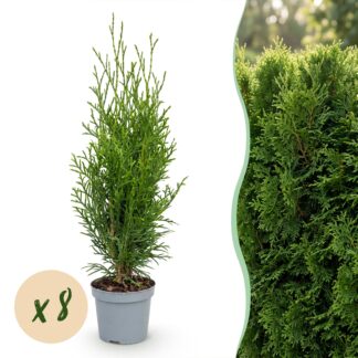 Green boutiQ - 8x Thuja occidentalis Smaragd - Arborvitae - Hedge Plants - Evergreen - Green - Pot 9cm - Height 20-30cm