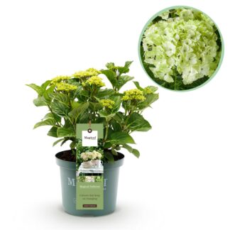 Green boutiQ - Terrasplant - Hortensia - Hydrangea Magical Nobless - Bianco - 6-10 Bloemen - Pot 23cm Hoogte 55cm