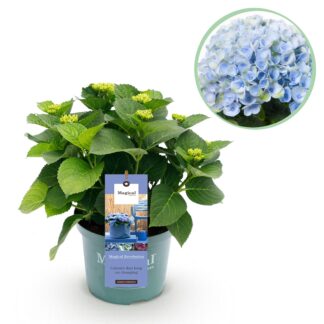 Green boutiQ - Terrasplant - Hortensia - Hydrangea Magical Revolution Blu - Blu - 6-10 Bloemen - Pot 23cm Hoogte 55cm