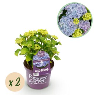 Green boutiQ - Terrasplant - Hortensia - Hydrangea Forever & Ever - Blu - 7-12 Bloemen - 2 Planten - Pot 23cm Hoogte 55cm