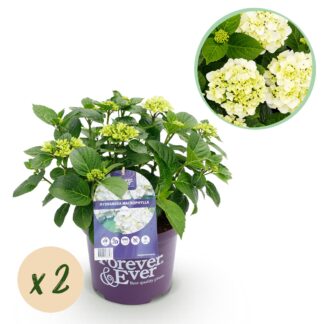 Green boutiQ - Terrasplant - Hortensia - Hydrangea Forever & Ever - Bianco - 7-12 Bloemen - 2 Planten - Pot 23cm Hoogte 55cm