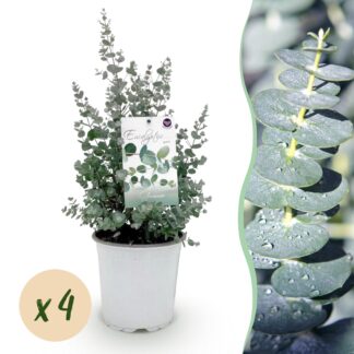 Green boutiQ - Terrasplant - Eucalyptus boom - Eucalyptus gunni - Grijs - 4 Planten - Winterhard - Pot 17cm Hoogte 40cm