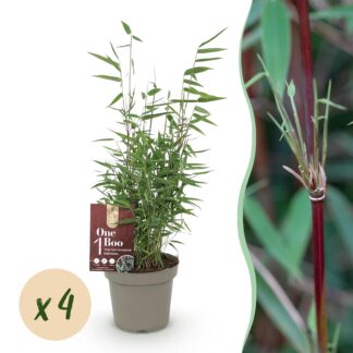 Bloemenhouder XL - Koraal - Ecru - Meertuitenvaas