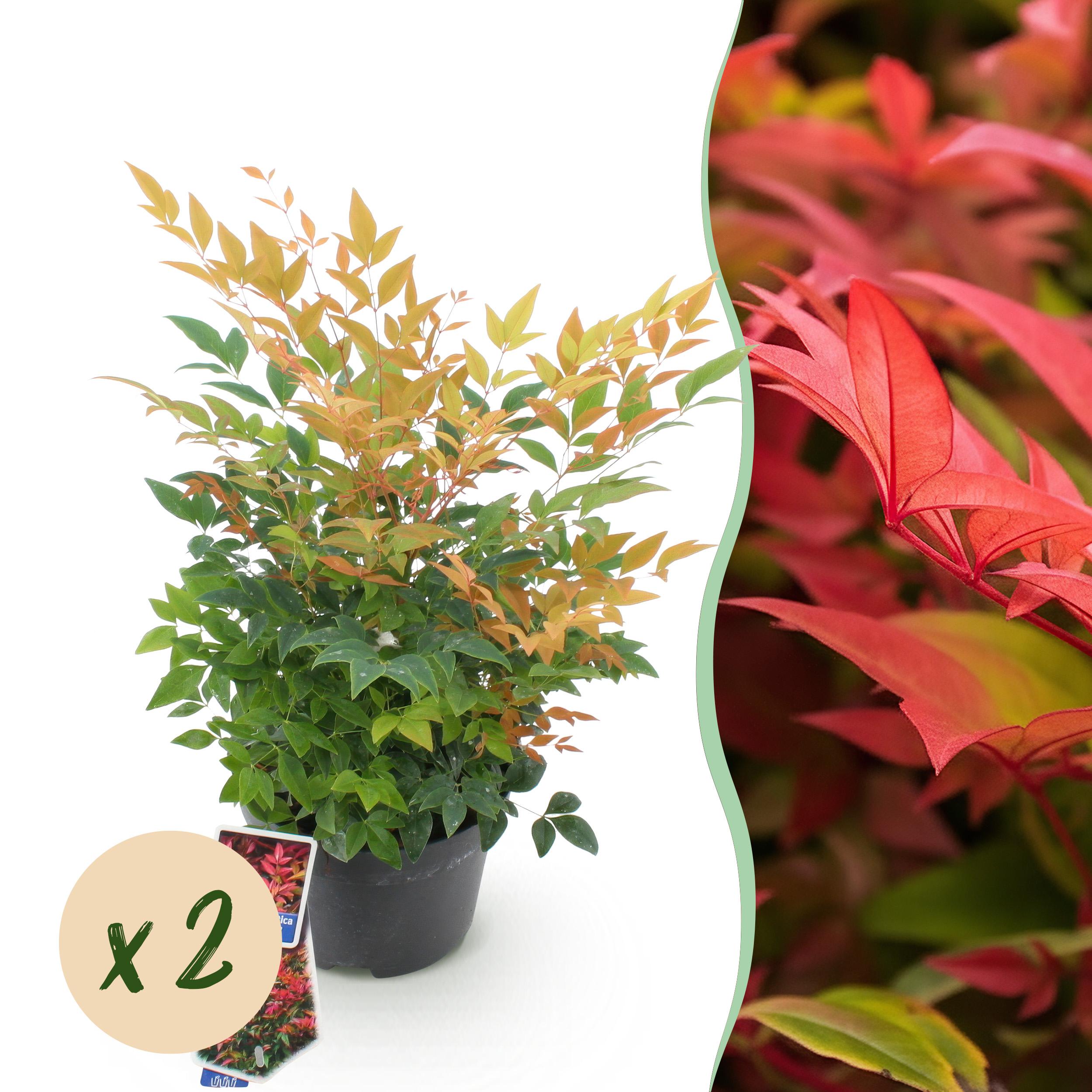 Kolibri Orchids | Orange Phalaenopsis Orchid Pot Size Vaso 12cm | Sunny Bunny | Flowering Houseplant – Fresh from the Grower