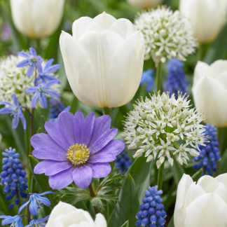 250x Bulb Garden Blu - Bulbe Garden Blu - Divers - Floraison estivale - Calibre 10/12