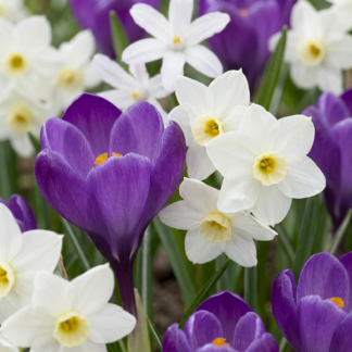 100x Bulb Shade Garden - Jardin d'ombre aux bulbes - Divers - Floraison estivale - Calibre 10/12