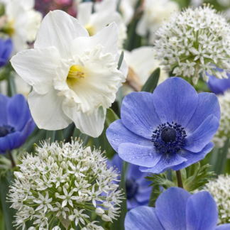 70x Bulbe Jardin Ensoleillé - Bulb Sunny Garden - Divers - Floraison estivale - Calibre 10/12