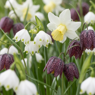 60x Bulb Wet Garden - Bulbe de jardin humide - Divers - Floraison estivale - Calibre 10/12