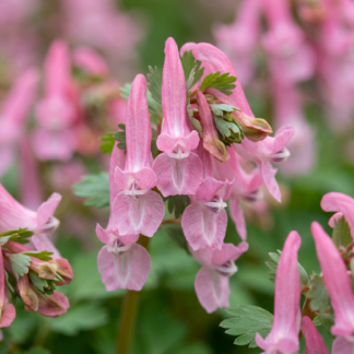 80x Corydalis Beth Evans - Corydale Beth Evans - Blanc et Violet - Bulbe naturalisant - Calibre 6/+