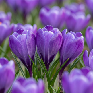 60x Crocus Blu - Crocus bleu - Bleu - Bulbe naturalisant - Calibre 7/8