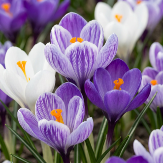 120x Crocus Blu - Bianco - Crocus bleu et blanc - Bleu et Blanc - Bulbe naturalisant - Calibre 7/8