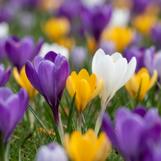 140x Crocus mix - Crocus en mélange - Divers - Bulbe naturalisant - Calibre 7/8