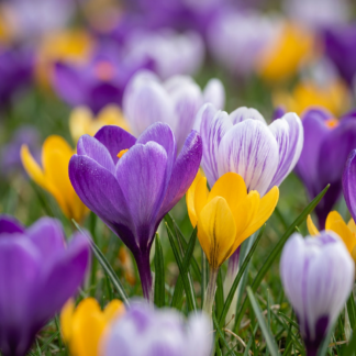 100x Crocus Species mix - Mélange de crocus des espèces - Divers - Bulbe naturalisant - Calibre 5/6