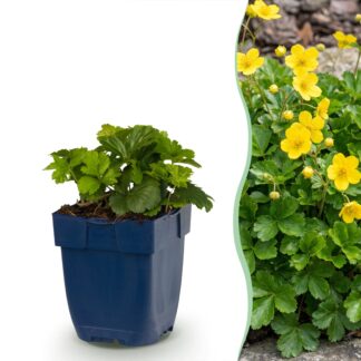 Perennial - Waldsteinia ternata - Strawberry Groundcover - Yellow - 1 Plant - Pot 11cm - Height 15-25cm