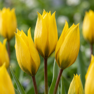 80x Tulipa Sylvestris - Tulipe sauvage - Jaune - Bulbe naturalisant - Calibre 5/6