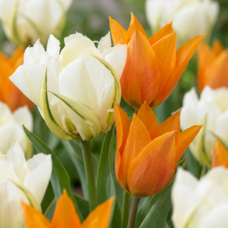 30x Tulipa Sunbath - Tulipe Sunbath - Jaune et Blanc - Floraison printanière - Calibre 11/12