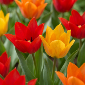 100x Tulipa Praestans Mix - Tulipe précoce multicolore - Divers - Floraison printanière - Calibre 8/9