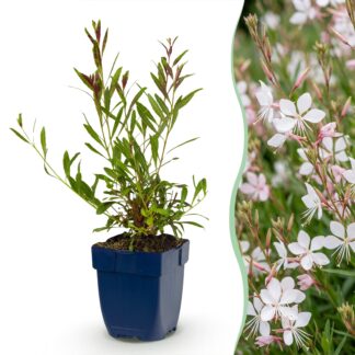 Perennial - Gaura lindh. Whirling Butterflies - Beautiful Candle - Bee and Butterfly Attractors - Bianco - 6 Plants - Pot 11cm - Height 15-25cm